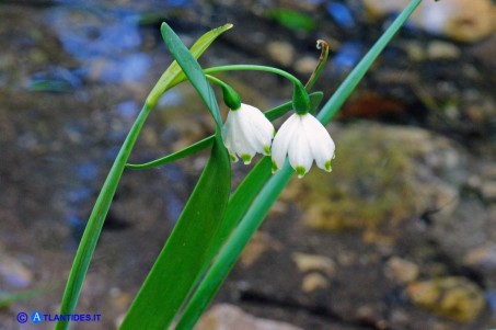 Leucojum aestivum subsp. pulchellum (Campanelle maggiori)