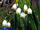 Vai al capitolo LEUCOJUM AESTIVUM SSP. PULCHELLUM Go to section LEUCOJUM AESTIVUM SSP. PULCHELLUM