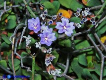 Vai al capitolo LIMONIUM MORISIANUM Go to section LIMONIUM MORISIANUM