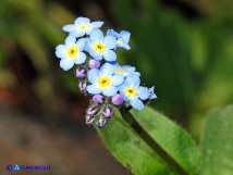 Vai al capitolo MYOSOTIS SOLEIROLII Go to section MYOSOTIS SOLEIROLII