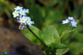 Myosotis soleirolii (Nontiscordardime di Soleirol)