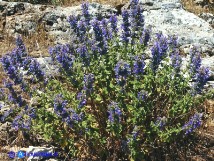 Vai al capitolo NEPETA FOLIOSA Go to section NEPETA FOLIOSA