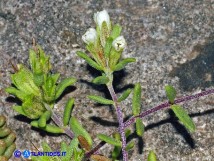 Vai al capitolo ODONTITES CORSICUS Go to section ODONTITES CORSICUS