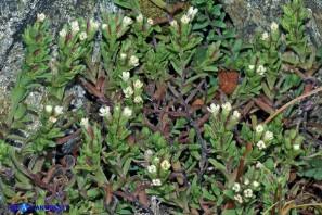 Perlina sardo-corsa (Odontites corsicus)