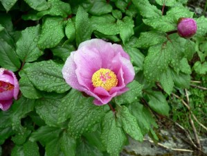 Peonia (Paeonia morisii)