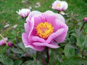 Peonia (Paeonia morisii)