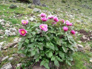 Peonia (Paeonia morisii)