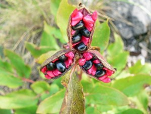 Peonia (Paeonia morisii)