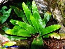 Vai al capitolo ASPLENIUM SCOLOPENDRIUM Go to section ASPLENIUM SCOLOPENDRIUM