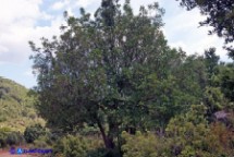 Pistacia suberosa (Lentisco suberoso)
