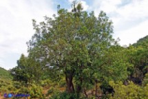 Pistacia suberosa (Lentisco suberoso)