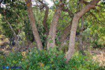 Pistacia suberosa (Lentisco suberoso)