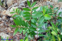 Pistacia suberosa (Lentisco suberoso)
