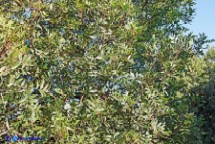 Pistacia suberosa (Lentisco suberoso)