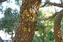 Pistacia suberosa (Lentisco suberoso)