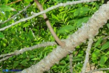 Pistacia suberosa (Lentisco suberoso)