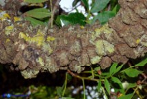 Pistacia suberosa (Lentisco suberoso)