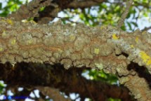 Pistacia suberosa (Lentisco suberoso)