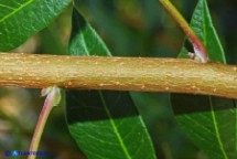 Pistacia suberosa (Lentisco suberoso)