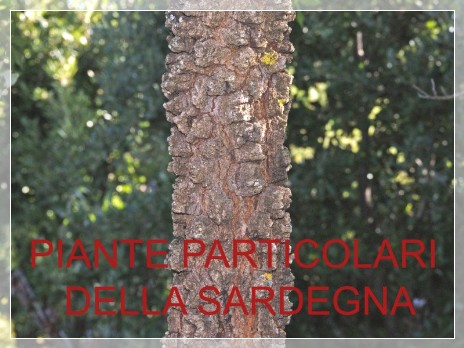 Vai al capitolo PIANTE PARTICOLARI DELLA SARDEGNA  Go to section PIANTE PARTICOLARI DELLA SARDEGNA