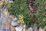 Plantago subulata ssp. insularis (Piantaggine a cuscinetto)