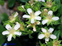 Vai al capitolo POTENTILLA CAULESCENS SSP. NEBRODENSIS. Go to section POTENTILLA CAULESCENS SSP. NEBRODENSIS  