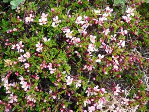 Pruno prostrato (Prunus prostrata)