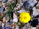 Vai al capitolo RANUNCULUS GRAMINEUS Go to section RANUNCULUS GRAMINEUS