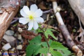 Ranunculus platanifolius (Ranuncolo a foglie di platano)