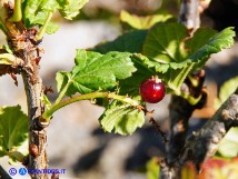 Vai al capitolo RIBES MULTIFLORUM SUBSP. SANDALIOTICUM Go to section RIBES MULTIFLORUM SUBSP. SANDALIOTICUM
