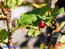 Vai al capitolo RIBES MULTIFLORUM SUBSP. SANDALIOTICUM Go to section RIBES MULTIFLORUM SUBSP. SANDALIOTICUM