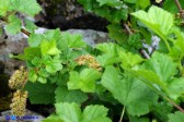 Ribes multiflorum ssp. sandalioticum (Ribes di Sardegna)