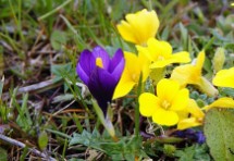 Romulea requienii e Morisia monanthos