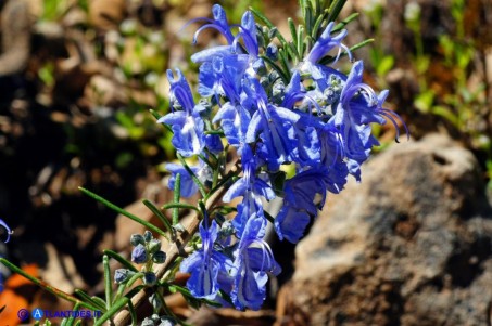 Salvia rosmarinus (Rosmarinus officinalis): Rosmarino