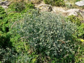 Ruta lamarmorae (Ruta del Gennargentu)