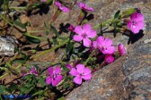 Saponaria ocymoides ssp. alsinoides (Saponaria)