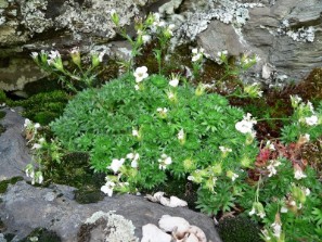 Sassifraga sardo-corsa (Saxifraga pedemontana ssp. cervicornis)
