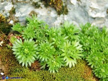 Vai al capitolo SAXIFRAGA CERVICORNIS Go to section SAXIFRAGA CERVICORNIS