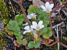 Vai al capitolo SAXIFRAGA CORSICA SUBSP. CORSICA Go to section SAXIFRAGA CORSICA SUBSP. CORSICA