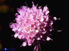 Vai al capitolo SCABIOSA HOLOSERICEA Go to section SCABIOSA HOLOSERICEA