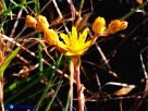 Vai al capitolo PETROSEDUM AMPLEXICAULE Go to section PETROSEDUM AMPLEXICAULE