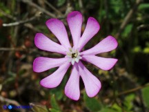 Vai al capitolo SILENE MORISIANA Go to section SILENE MORISIANA