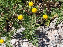 Vai al capitolo TANACETUM AUDIBERTII. Go to section TANACETUM AUDIBERTII