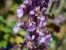 Vai al capitolo TEUCRIUM MASSILIENSE Go to section TEUCRIUM MASSILIENSE