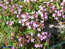 Vai al capitolo THYMUS HERBA-BARONA. Go to section THYMUS HERBA-BARONA