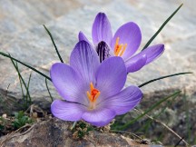 Vai al capitolo CROCUS MINIMUS. Go to section CROCUS MINIMUS