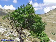 Vai al capitolo RHAMNUS PERSICIFOLIUS. Go to section RHAMNUS PERSICIFOLIUS