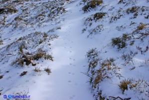 Impronte di un muflone lungo il sentiero