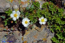 Potentilla rupestris ssp. corsica (Cinquefoglia rupestre)