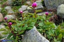 Paeonia morisii (Peonia sardo-corsa)